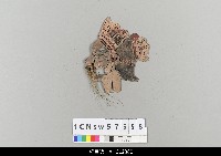 藏品(中國湖北皮影戲偶頭-淨)的圖片